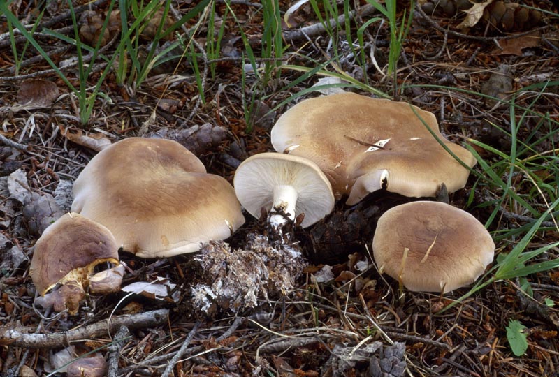 Leucopaxillus gentianeus
